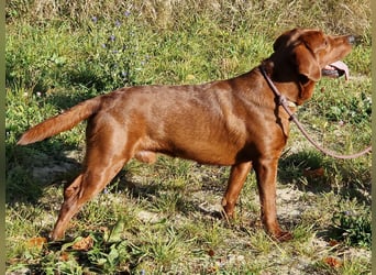 Labrador Welpen Foxred