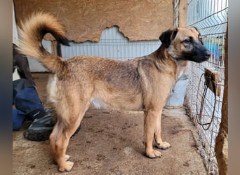 Khaleesi, Mädchen, wird bald 3 Jahre, ca. kniehoch, freundlich, verspielt, Frohnatur