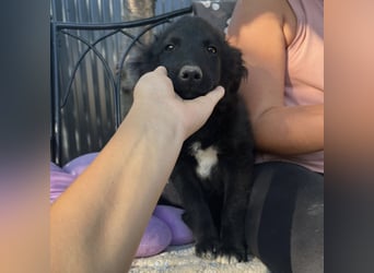 Dobri ein kleiner Spatz