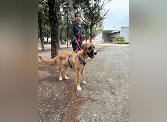 ALICIA-jung, wachsam, neugierig, klug, verspielt ,loyal, verspielt auf der Suche nach ihrem Zuhause