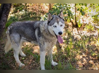Chip 2279997: Sucht ein Zuhause