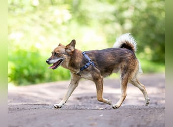 Kleiner Familienhund Patrick sucht ein Zuhause.