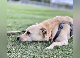Olandesina: verschmuster Anfängerhund