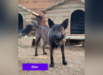 süße Ellen wünscht sich ihr Zuhause für immer