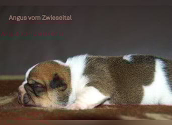 Continental Bulldogs vom Zwieseltal