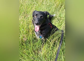 Tessie - verträgliche, liebe Border Collie / Australian Shepherd Mix Hündin / in Aach