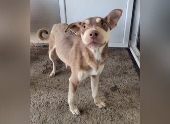 Stella, Mädel,1 ½ Jahre, ca. kniehoch, wird offener, ist ein bisschen vorsichtig bei Menschen