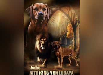 Deckrüde Kito King von Lubaya