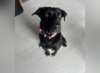 Emilija Fröhliche Labrador-Mischlingshündin sucht ihr Für-immer-Zuhause