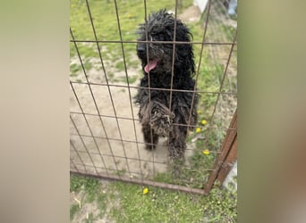 Buksi LM – Sanfte Hundedame sucht warmes Plätzchen für immer