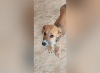 Ciana - Junghund sucht Happy End