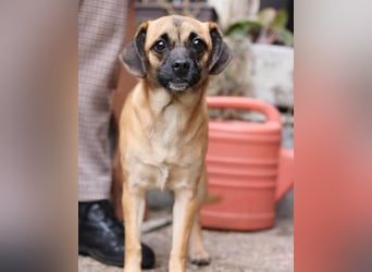 Fely ❤️ junges, liebes Mops-Mädchen