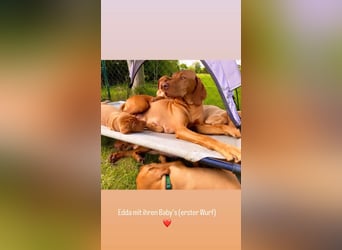 Magyar Vizsla Wurfankündigung