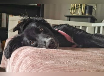 Bluey - eher ein Frauenhund
