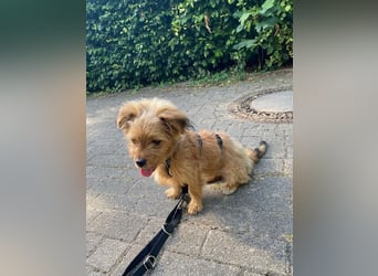 ♥SANSIBAR♥ neu auf Pflegestelle bei Duisburg - zuckersüßer, lieber und sanfter Welpe 22cm (wachsend)
