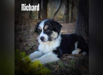 Bezaubernde Australian Shepherd Welpen