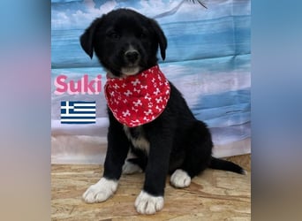 Suki,geb.02/25,zierliches Hundemädchensucht ihre Familie