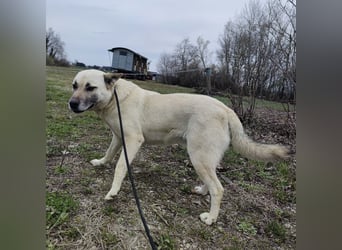 Balto ein großer braver Bub