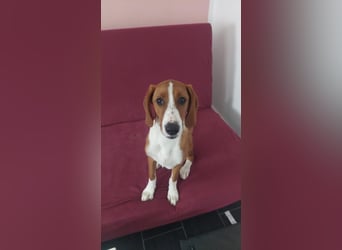 Valentina – Lebensfreude auf vier Pfoten sucht aktives Zuhause