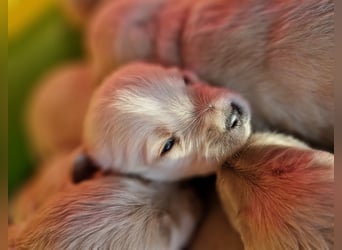 Labradoddle F1