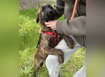 Ollie ein Engel auf 4 Pfoten