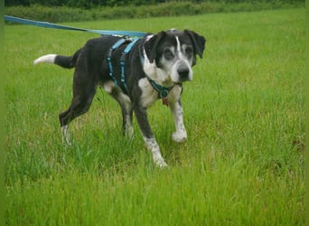 ♥LADI♥ am 13.7. bei "Tiere suchen ein Zuhause"-lieber, unkomplizierter und dankbarer Schmusebär 63cm