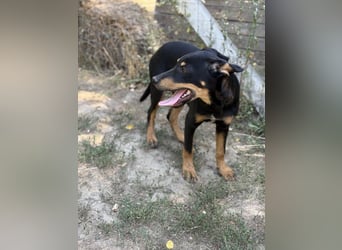 Dobermann - Mix, 5 Monate alt, rundum verträglich