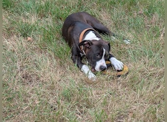 Bene, Staffordshire Terrier, geb. 2025, su. aktive Menschen, gerne mit Rasseerfahrung