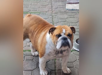 Englische Bulldogge