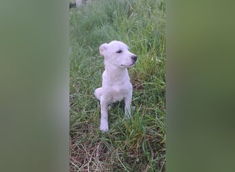 Leonida sucht ihr für immer Zuhause