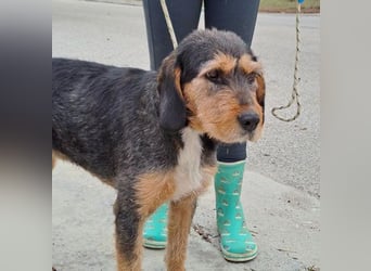 MIA - fantastische Hundedame auf Pflegestelle!