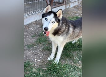 Husky Zeus