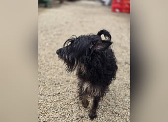 Borzi VA – Sensible Schnauzermix-Hündin sucht ein ruhiges Zuhause bei einer einfühlsamen, ruhigen Pe
