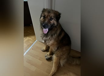 Traumhündin Namens Elli sucht ein Zuhause