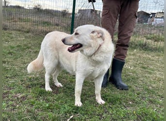 Fibi, geboren 01.06.2021, 50cm sucht ihr Körbchen