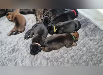 Cane Corso Boerboel