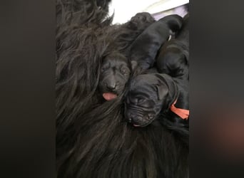 Riesenschnauzer Schwarz