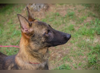 Chip 231769: Sucht ein Zuhause