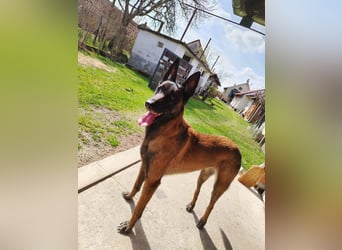 Ra - der Malinois hat bereits Familienerfahrung