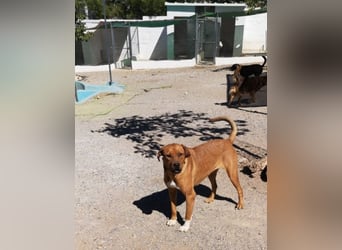 CHICA, Hündin, Boxer-Rhodesian Ridgeback-Mix, geb. ca. 09.2017, SH: ca. 55 - 60 cm, TH Sierra Nevada