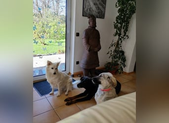 Alex, lieb, menschenbezogen, sehr sozial und katzenvertäglich