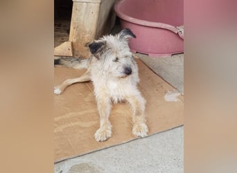 CHESTA sucht ein Zuhause