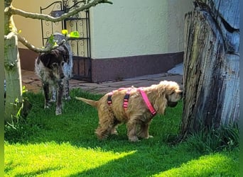 kuschlige Gioja, ein Hund für's Herz (Tierschutz)