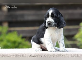 SPRINGER SPANIEL WELPEN