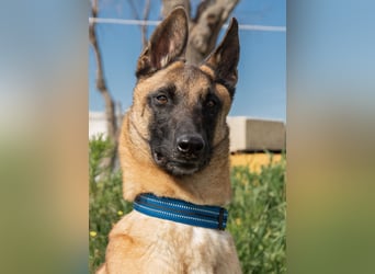 AMILA ❤️ wunderbare Malinois Dame, Pflegefamilie Kempen