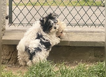 Wunderschöne Yorkipoo Welpen in Sonderlackierung