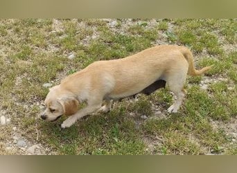 DOLLY - ich bin noch etwas zurückhaltend und suche ein liebevolles, geduldiges Zuhause