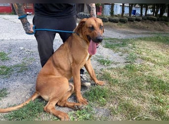 Beethoven, Rhodesian Ridgeback