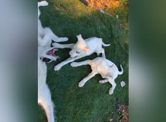 White sucht seine Familie