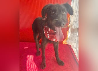 ❤️ kleiner Schnauzer-Mix PEDRO - 8 Monate, 40cm/10kg